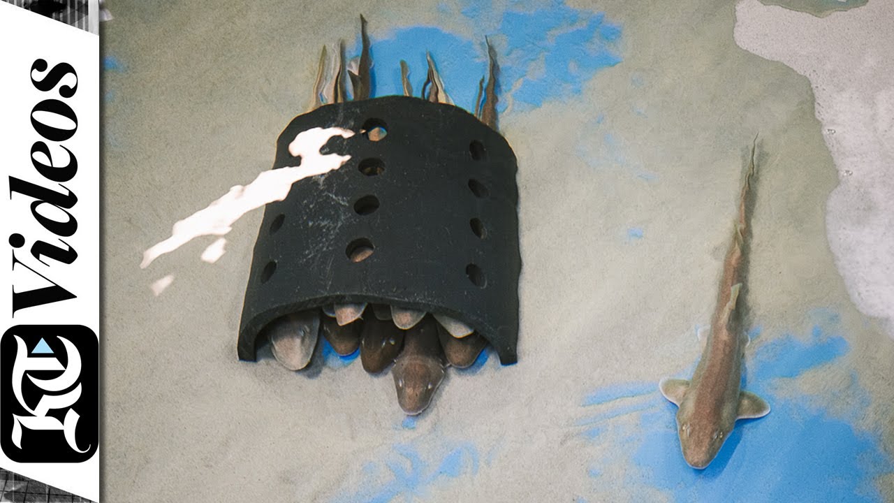 The Arabian Carpet shark released back into the wild after being cared for by a team of aquarists