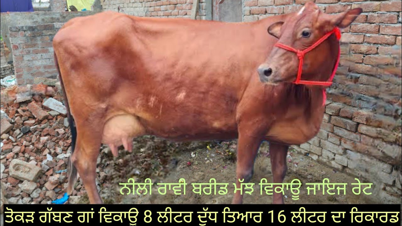 #ਤੋਕੜ ਗੱਬਣ ਗਾਂ #ਸੱਜਰ ਸੂਈਆ ਗਾਂਵਾਂ ਵਿਕਾਊ  4 animals for sale #best#qulity #top #bufflo#cow#viralvideo 