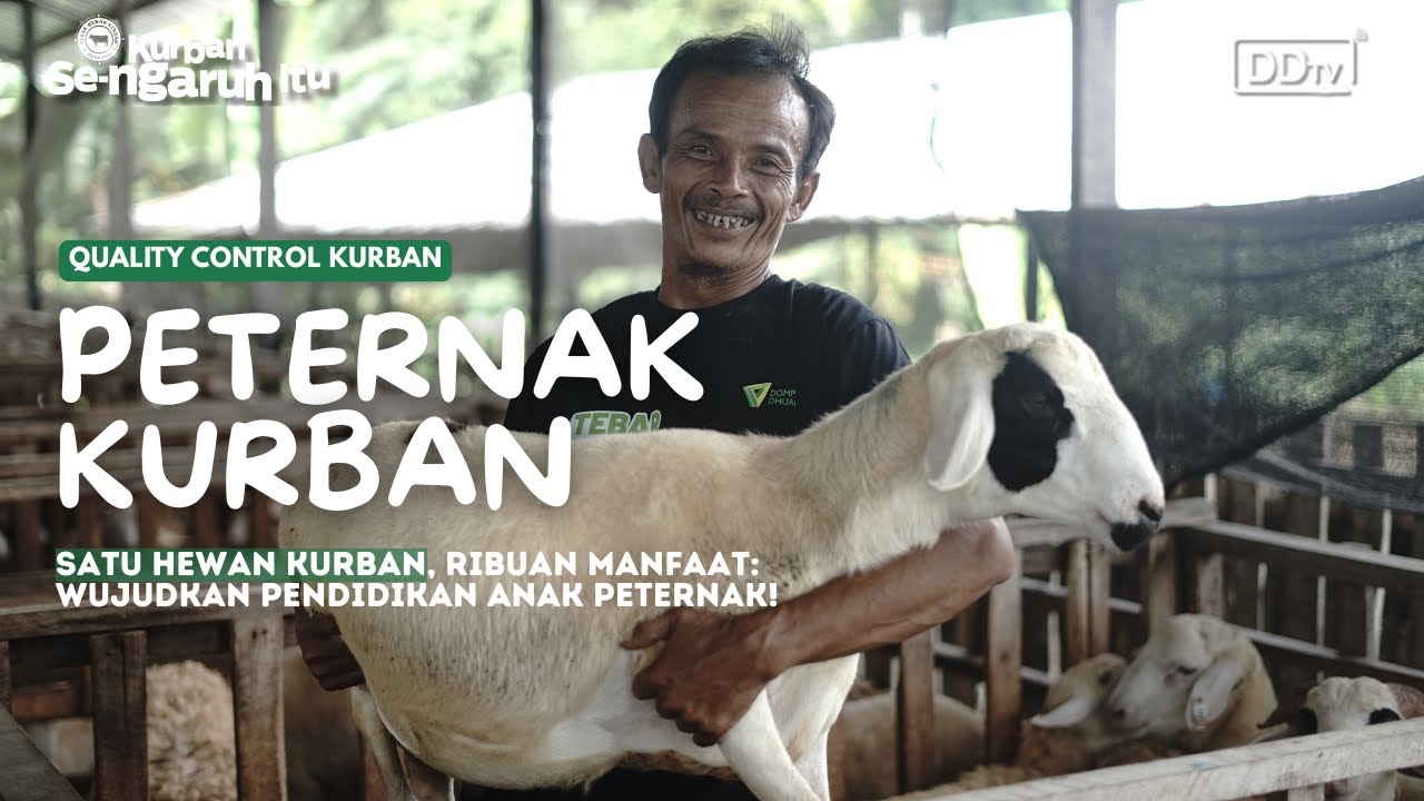 Satu Hewan Kurban, Ribuan Manfaat: Wujudkan Pendidikan Anak Peternak! #KurbanSeNgaruhItu
