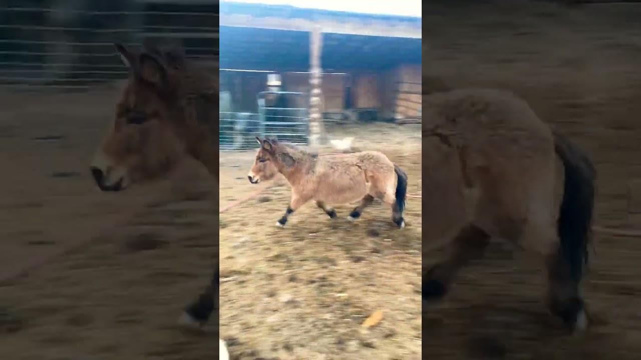 Introducing Doug the mini mule