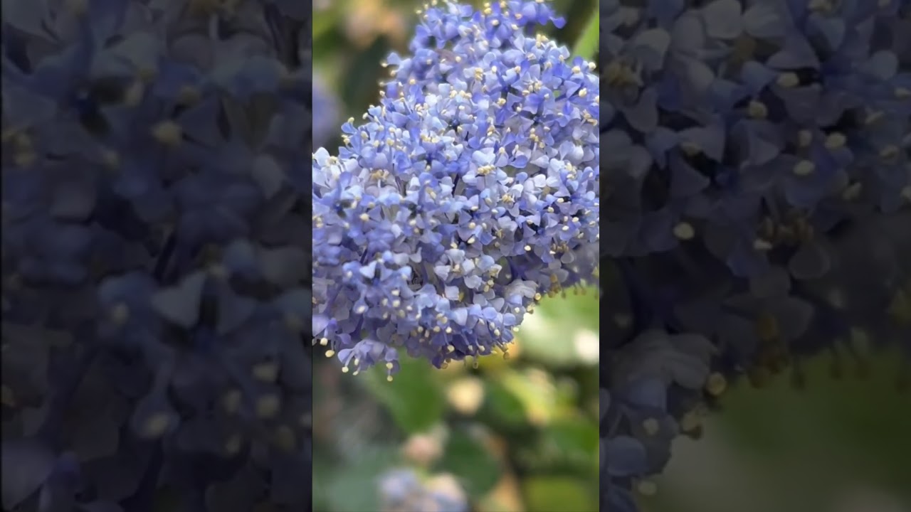 #Shorts#Ceanothus#California Lilac#kalifornischer Flieder#Säckelblume 