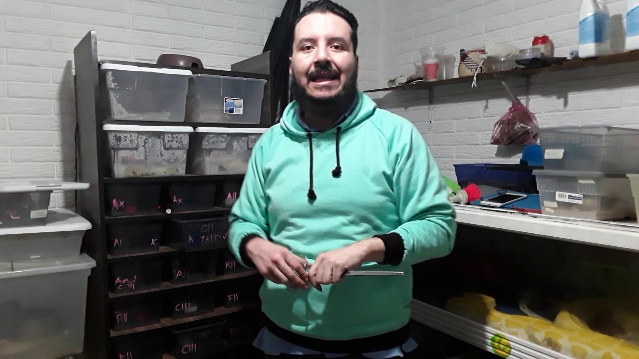 Alimentacion, como, que y cuando darle de comer a mi nueva serpiente sss