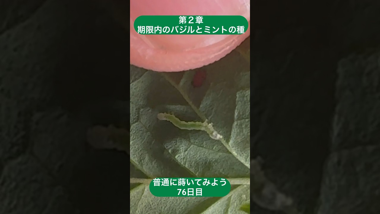 [第2章][76日目] これがヨトウムシの赤ちゃん！やっぱりミントの葉っぱの裏に！🤣 自家製唐辛子スプレーの登場✨ 