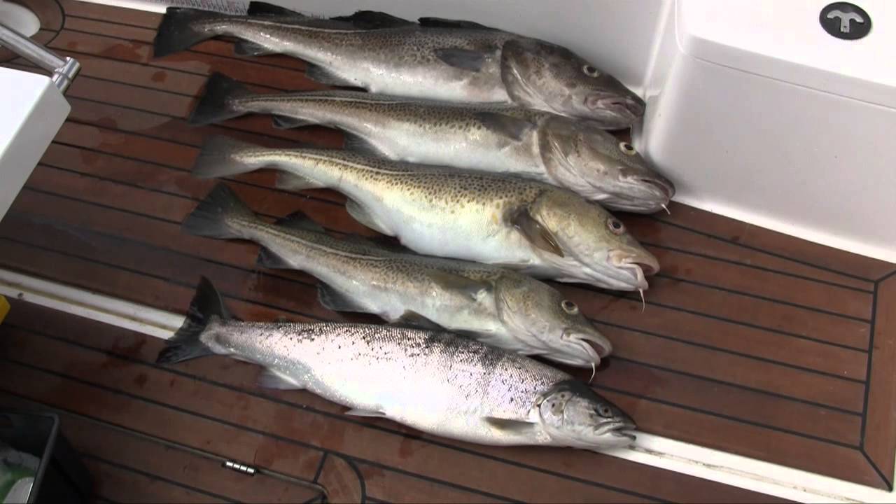 Trolling Øresund - Måleren : Torsk, Torsk, Torsk, Ørreder og Laks ... og lidt mere Torsk ..