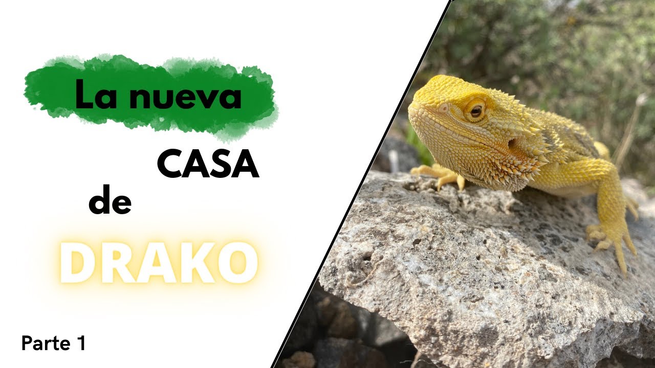 Construimos el nuevo TERRARIO de Drako!! Blog PARTE 1 // Dragon Barbudo