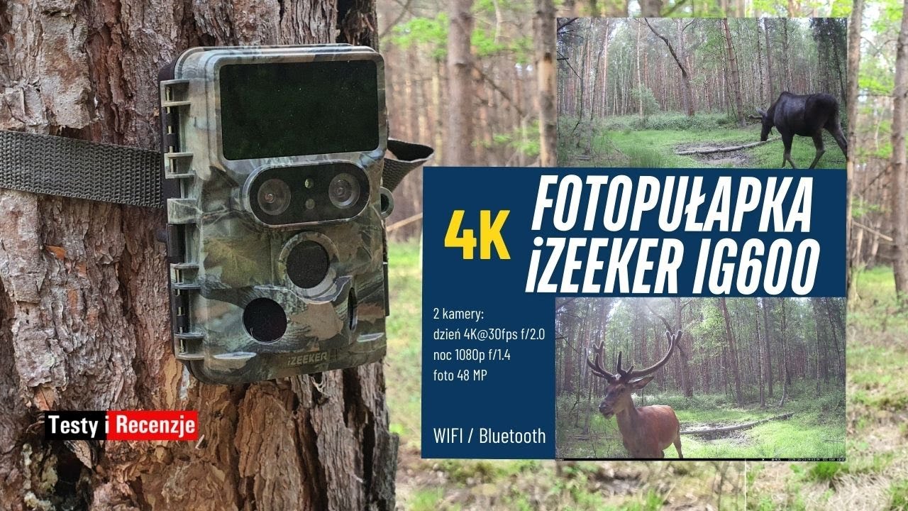 Test kamery leśnej - Fotopułapka iZEEKER IG600 4K #fotopułapka #izeeker