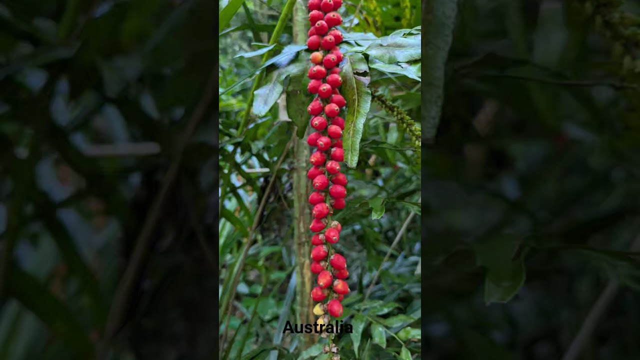 dorigo rainforest new South wales 