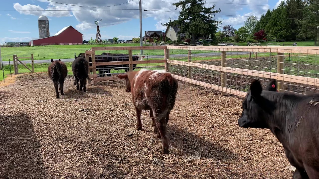 Hobby farm beef cattle setup