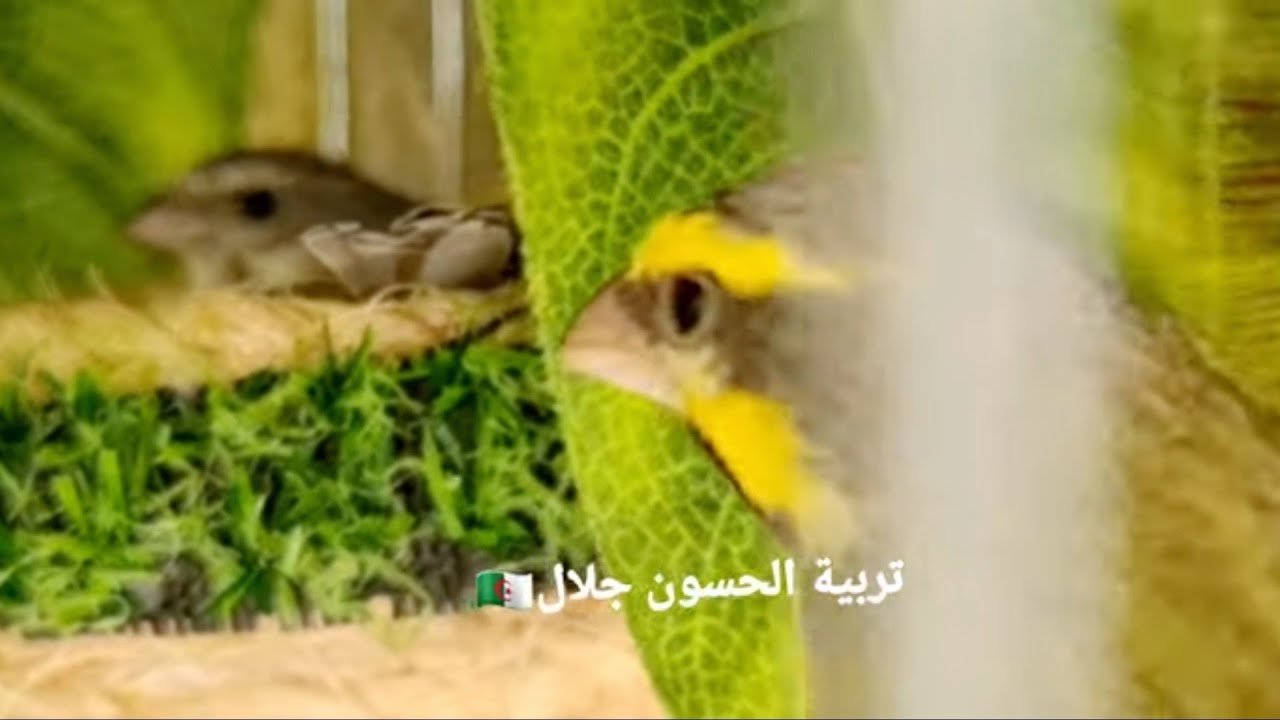 سورا مزنبيق أو البسبوس رقم 02 بعد المقنين مع ماذا ينتج من اجل تهجين انواع جيدة وهل هو عقيم شاهد ؟