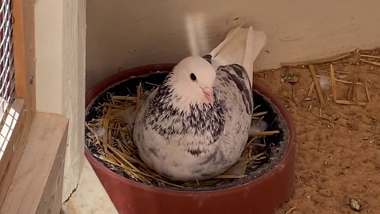 White pigeons, Birmingham roller pigeons, Racing pigeons. All updates and pigeon loft plans.