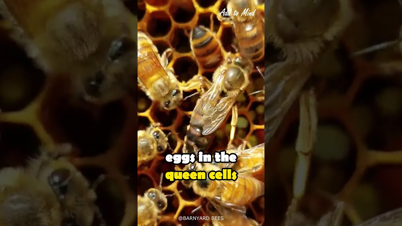 The Birth of a Queen BEE