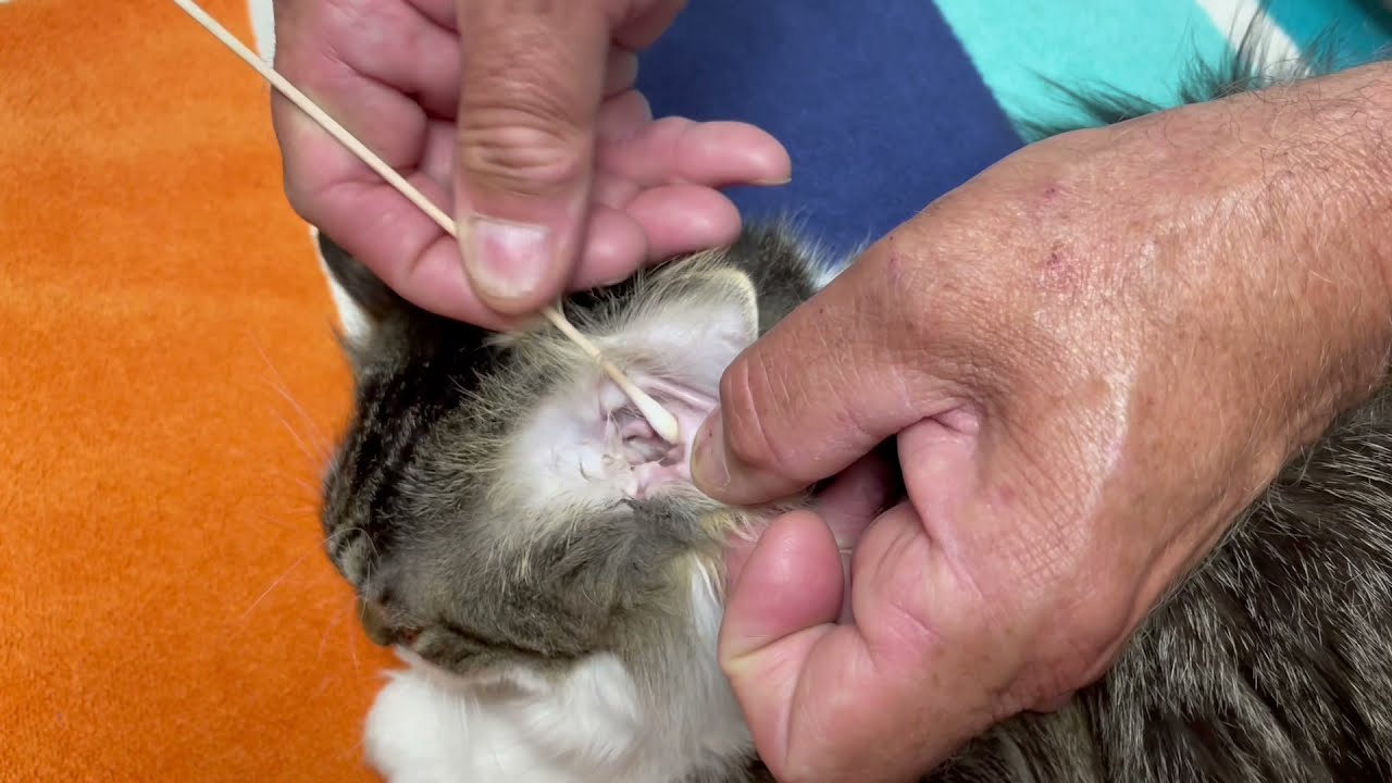 How To Collect A Sample: Ear Swab - Cat