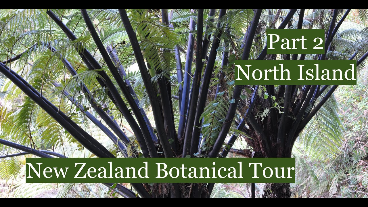 New Zealand Botanical Tour. Native Plants and gardens. Part 2 The North Island. November 2008.