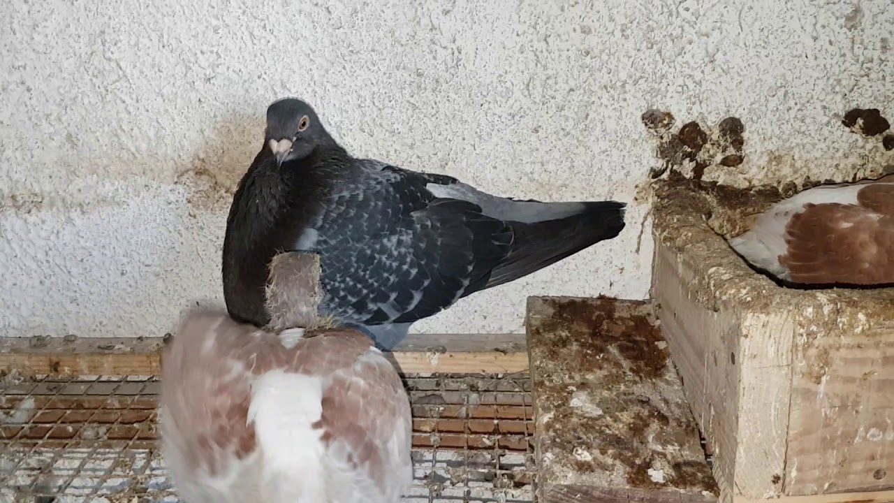 Palomas: cruce de razas y de híbridos.