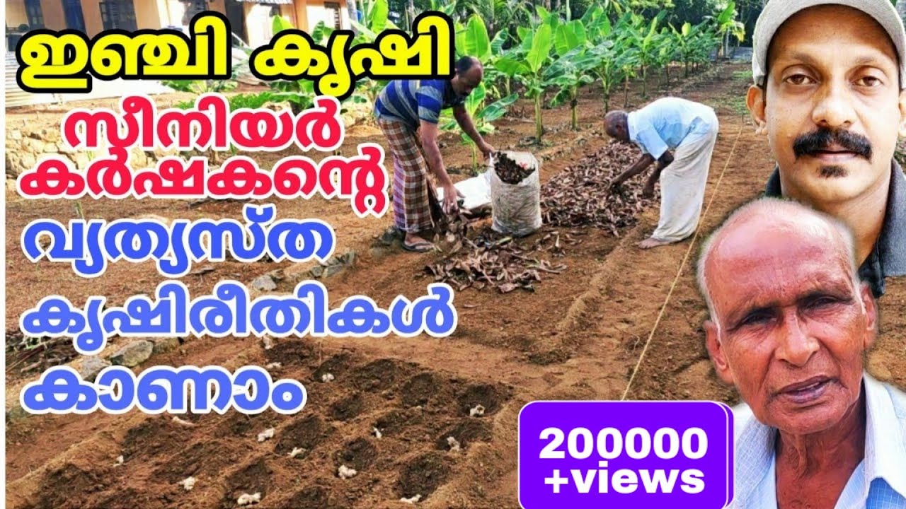 ഇഞ്ചി കൃഷി സീനിയർ കർഷകന്റെ വ്യത്യസ്ത കൃഷിരീതികൾ കാണാം |  Ginger Cultivation | Inji krishi |