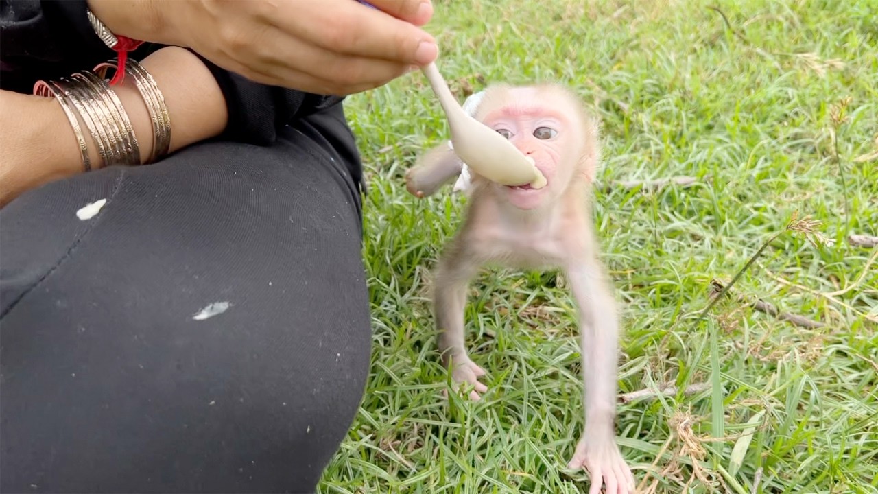 Baby Monkey Tauch Very Enjoyable Play Outdoor