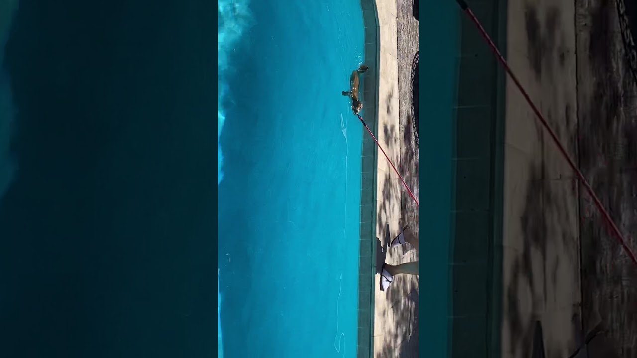 Paradise valley dog training &ldquo;k9katelynn.com&rdquo; teaches maizee how to swim without client getting wet!