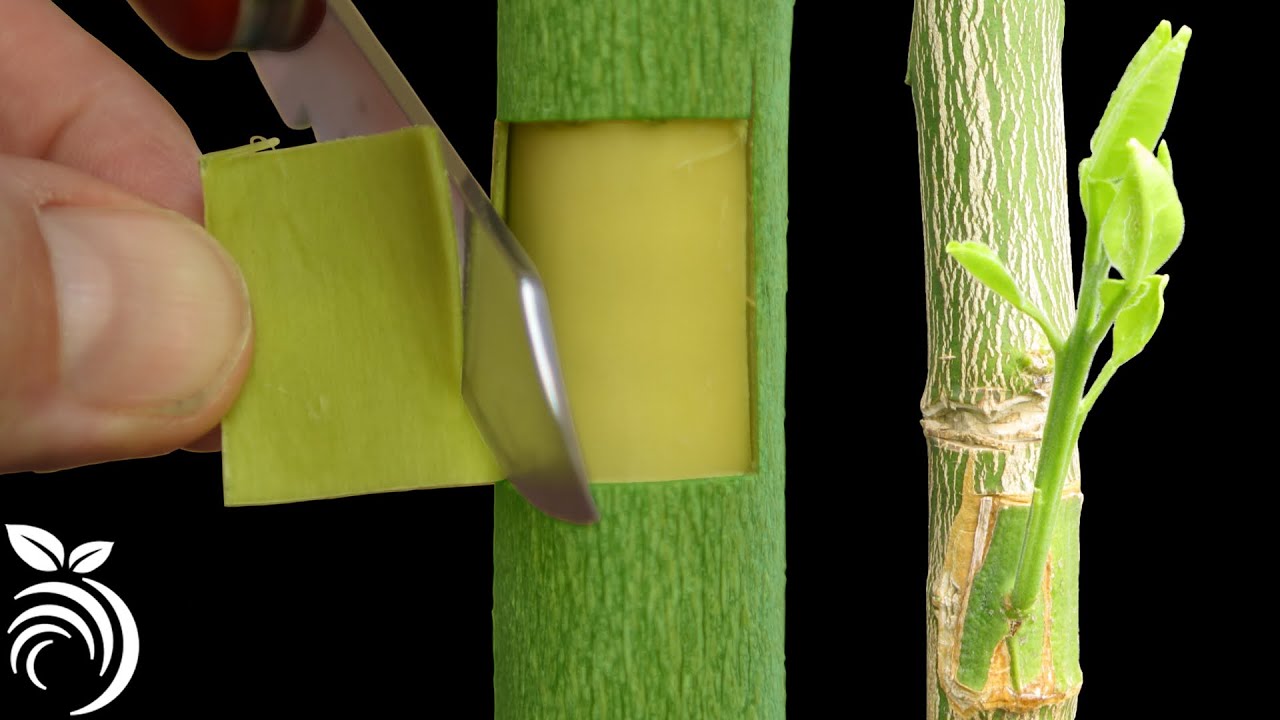 Grafting Citrus Trees with the Patch Bud - Making a Fruit Cocktail Tree