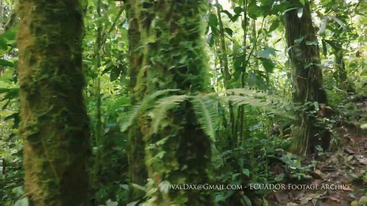 Cloud forest in the Eastern Andean slope / ECUADOR Aerial