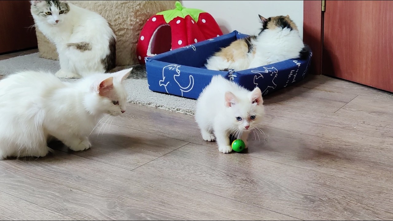 Кошка-мать наблюдает, как её котёнок Дино играет с мячом.