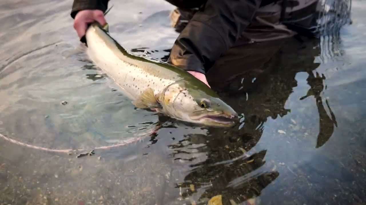 TEASER STRAUMEN S2 EP6 SJØØRRETFISKEPÅ VÅREN