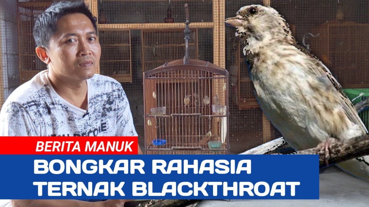 Om Dodik Bersuara Tentang Rahasia Ternak BLACKTHROAT