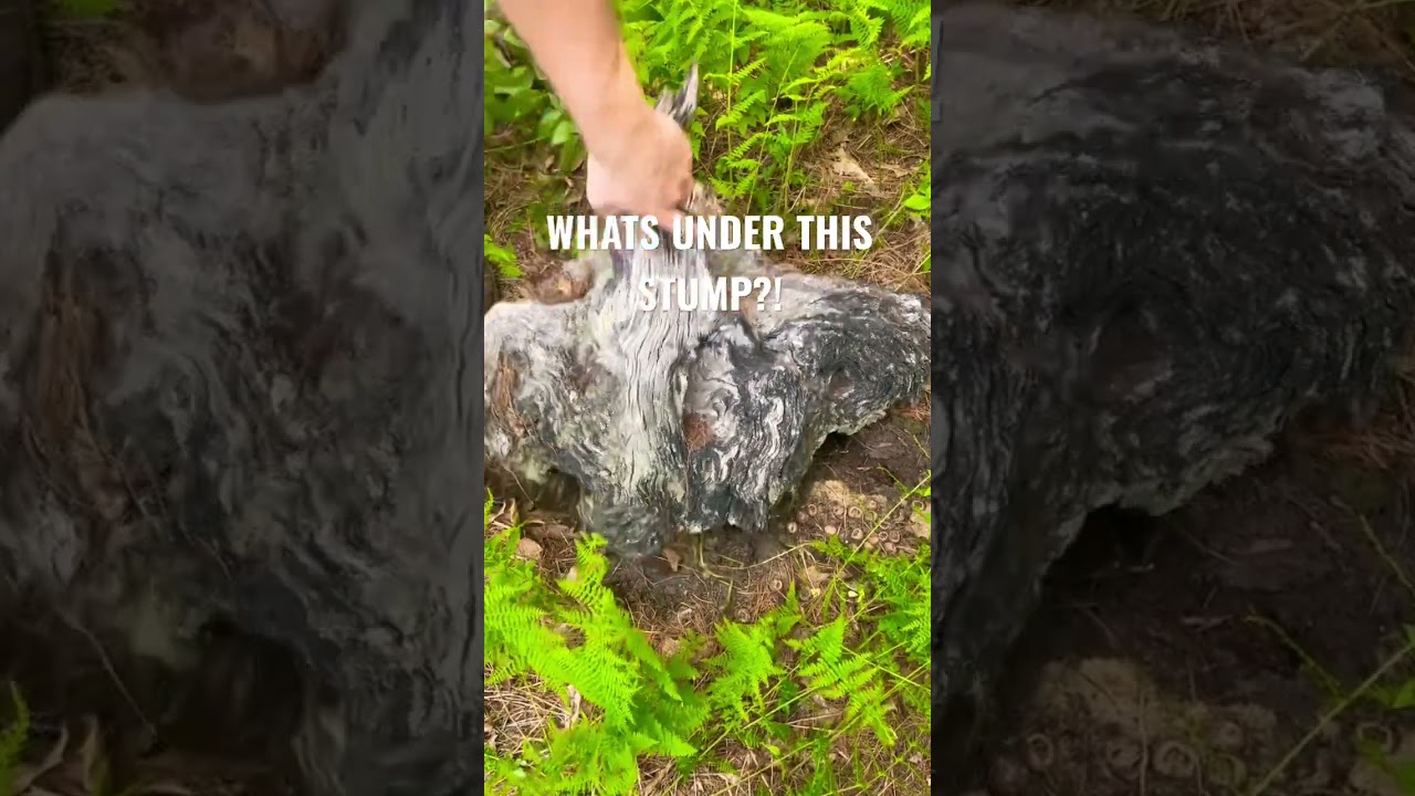 😮WHAT LIVES UNDER HERE?! #shorts #snake #reptiles #herping