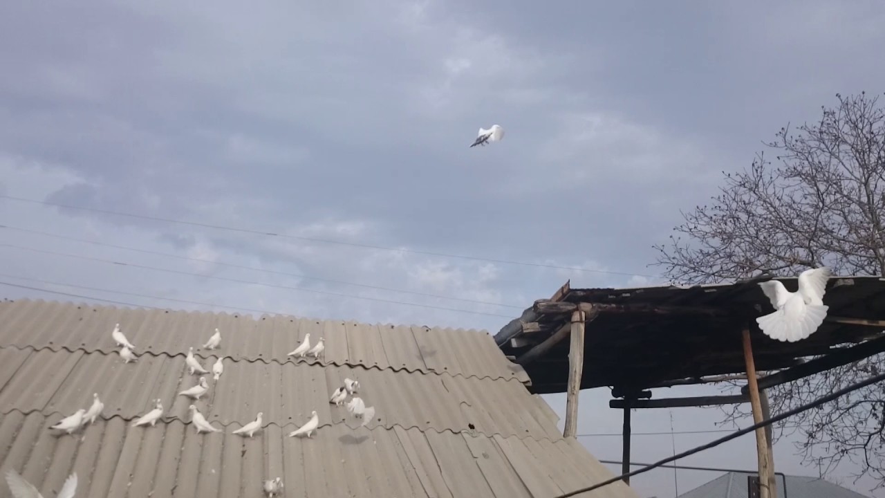 AXAVNINER ARTENI GYUXUM