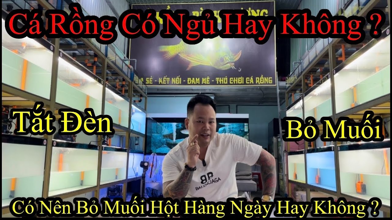 Cá Rồng Có Ngủ Hay Không ? |  Và Có Nên Bỏ Muối Hột Hàng Ngày Hay Không ?