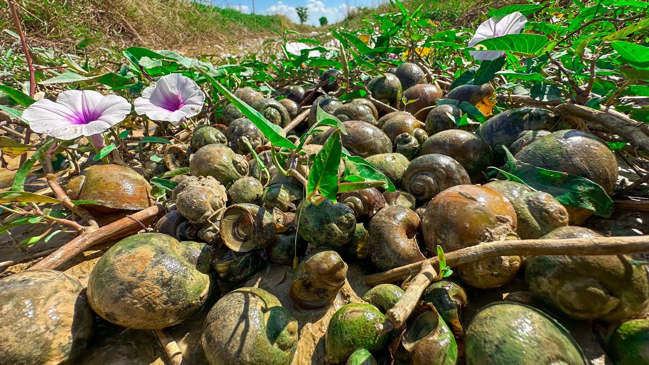   Wow !!! A lot of snails in the canal were found by fishermen - Amazing snail mud