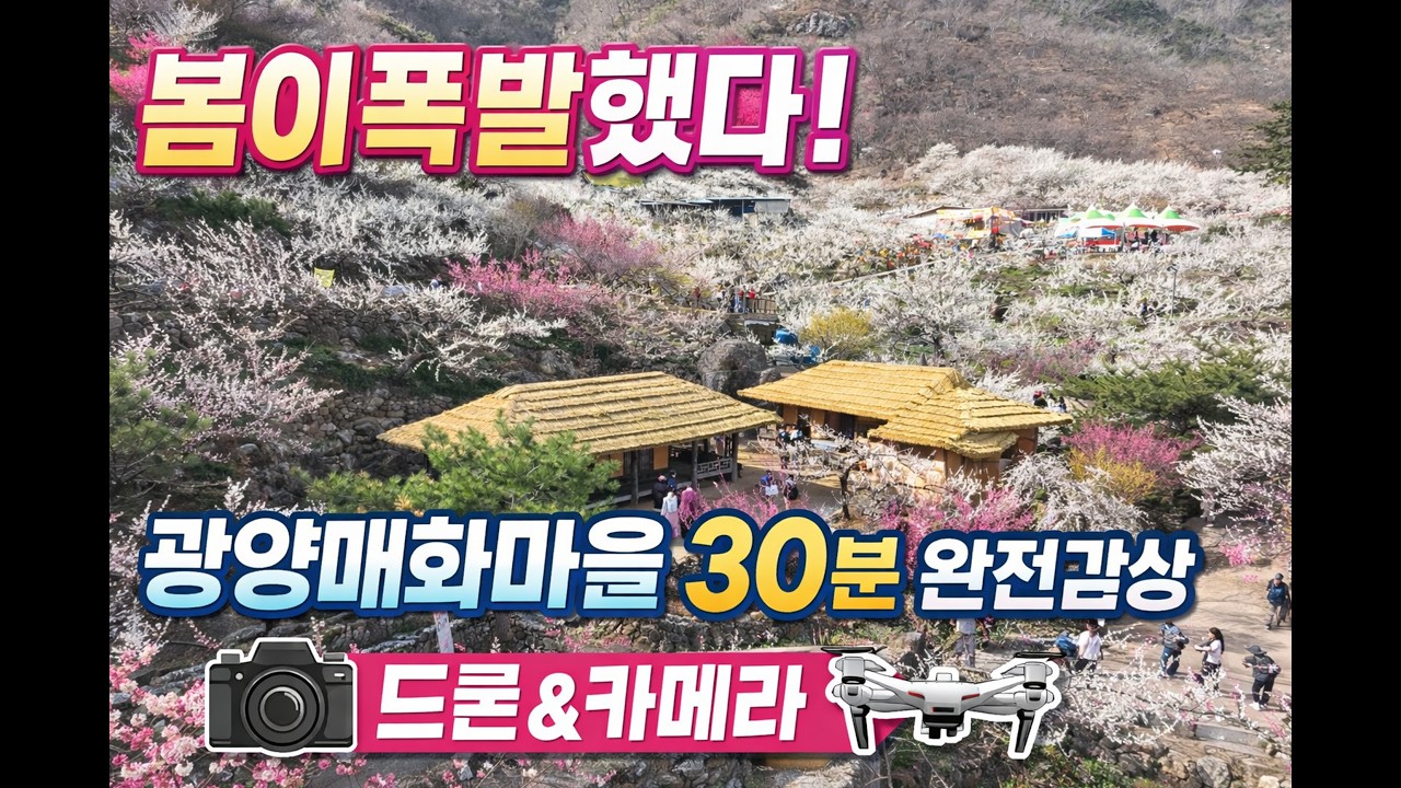 “봄이 폭발했다! 광양 매화마을 30분 완전 감상 | 드론 & 카메라”