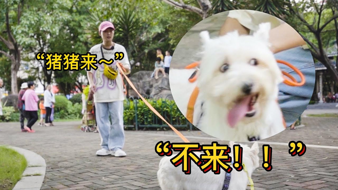 一浩 | 魔法时刻！西高地的变化史【问题狗狗大改造】