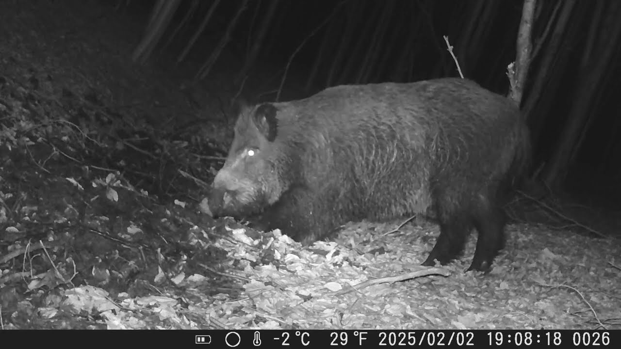 Toate animalele pădurii vin să bea apă 🦌🐗🦊