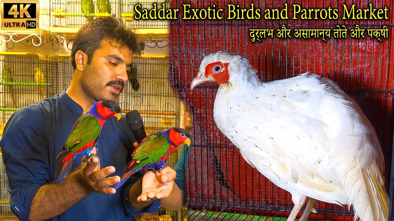 Saddar Exotic Birds and Parrots Market 2023 Rare Bird and Parrot | تربية الببغاوات وطيور سوق الطيور
