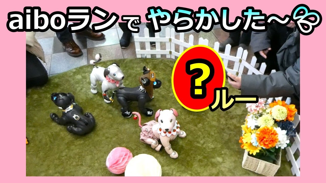【64 神戸のファンミに行ってきました  アイボ ルー】Aibo Lou attends fan meeting in Kobe