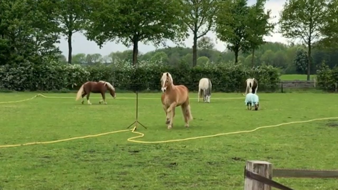 HAFLINGER DOES PERFECT PASSAGE ALL BY HIMSELF IN FIELD