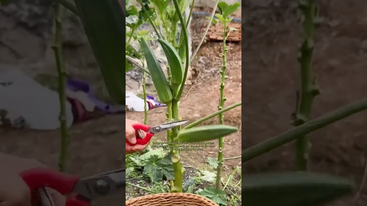 Do you know the best time to harvest okra? 