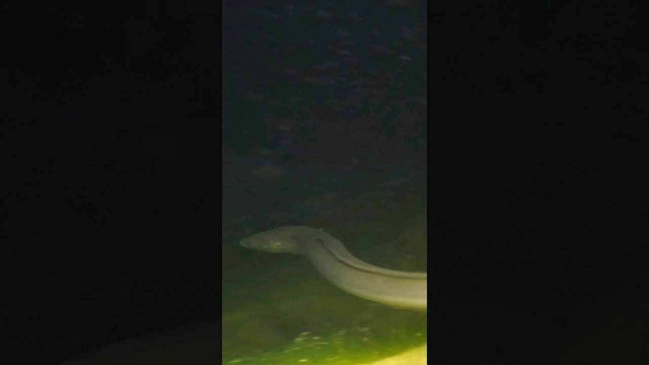 Catch and release Uhor #ryby #rybolov #fishing #underwater #wormfishing