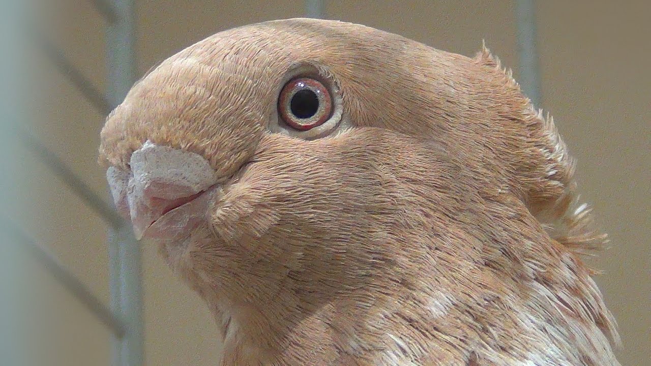 Pigeon Blondinette liseré jaune - Oriental Frill - Orientalische Mövchen