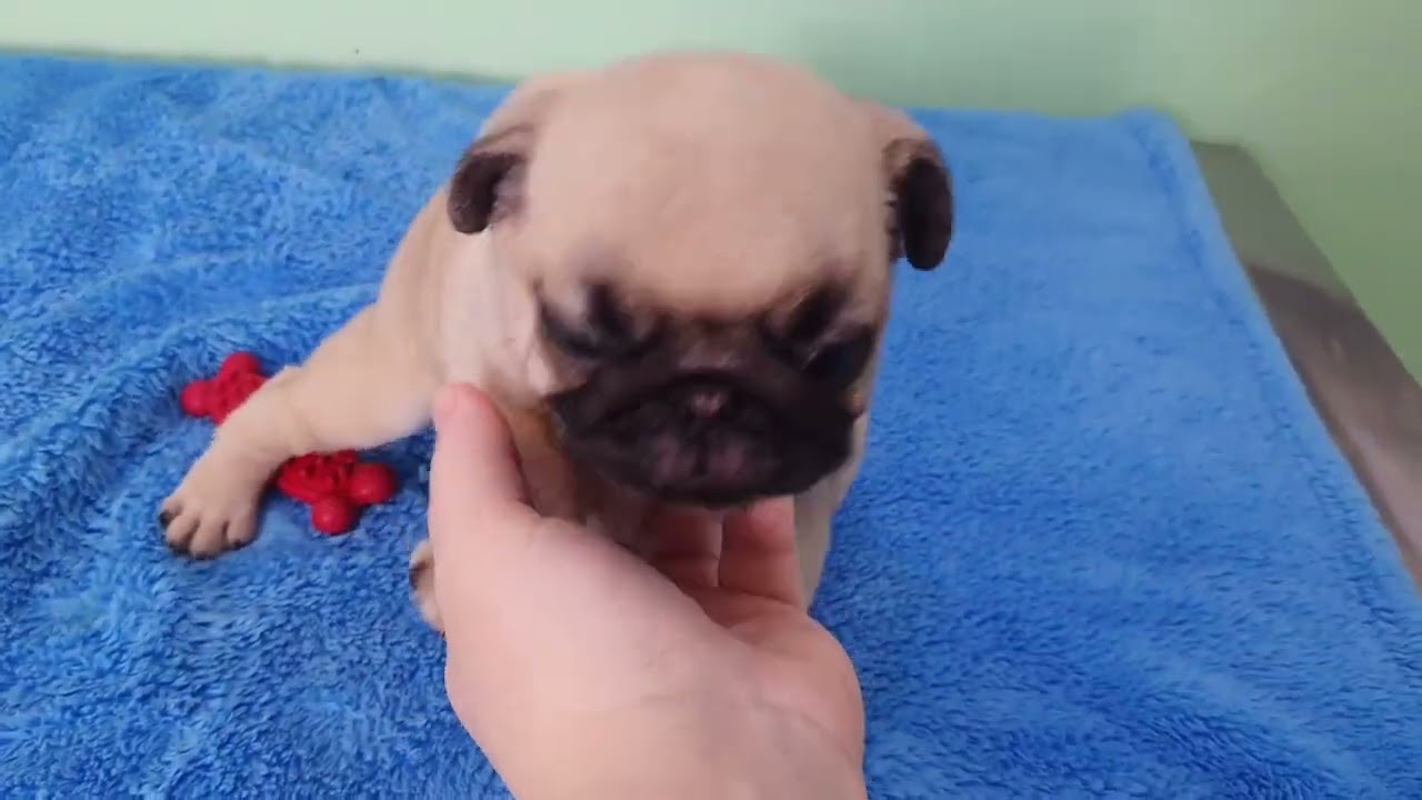 Filhotes Wish x Potato (20/11/2025) - Pug