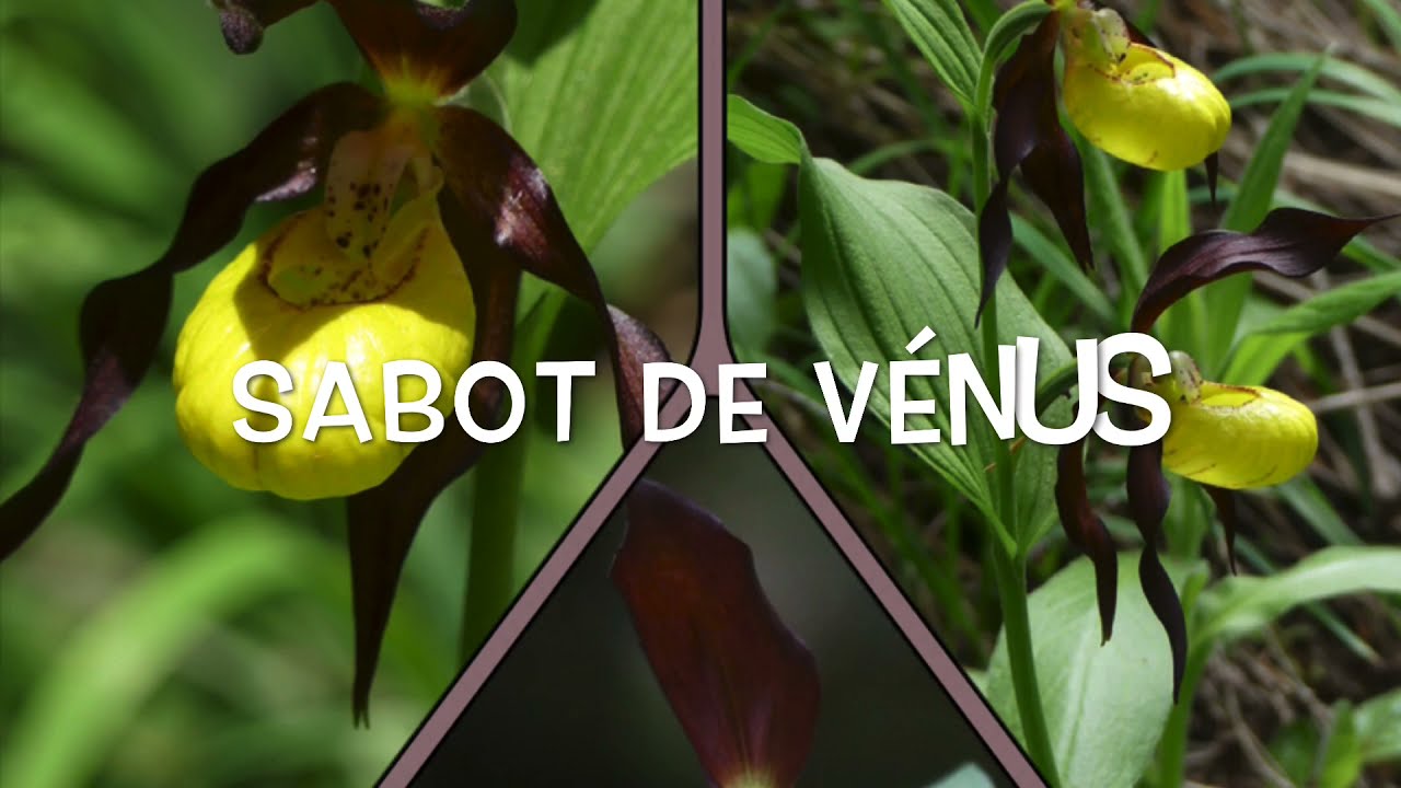 Cypripedium Calceolus, Sabot de Vénus, Lady's-slipper Orchid, Pays-d'Enhaut, Vaud, Suisse, CH