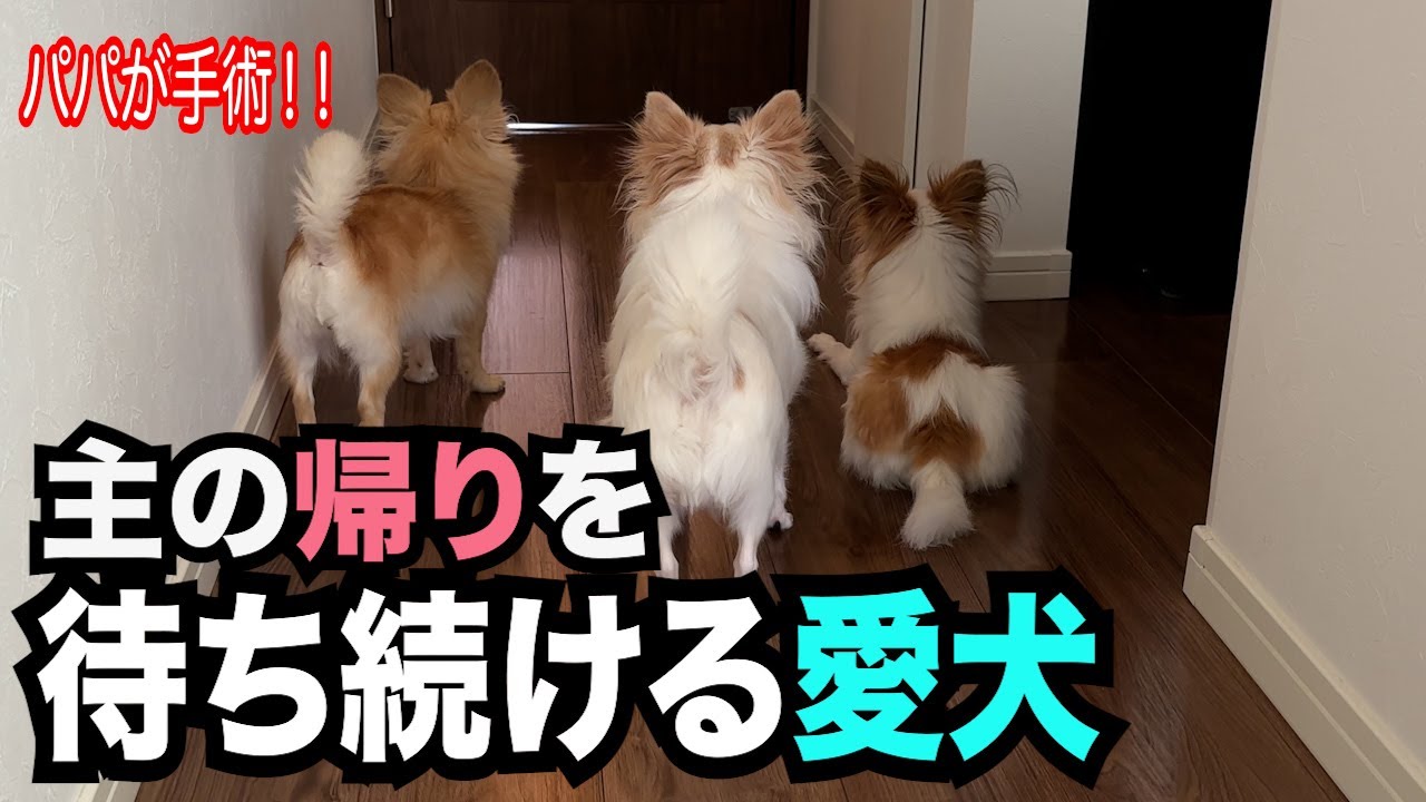 【パパが手術？！帰りを待つ愛犬に涙が止まりません】