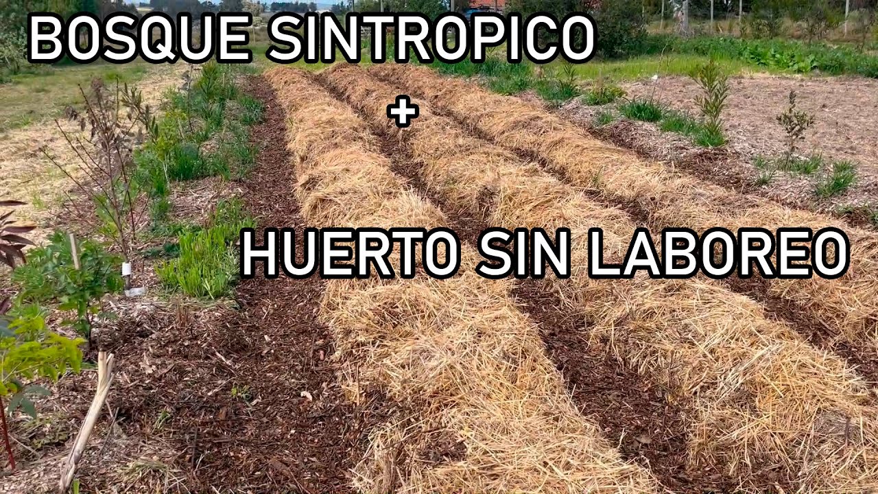 Papas SIN LABOREO en PURO FARDO & Bosque SINTRÓPICO de ALIMENTOS