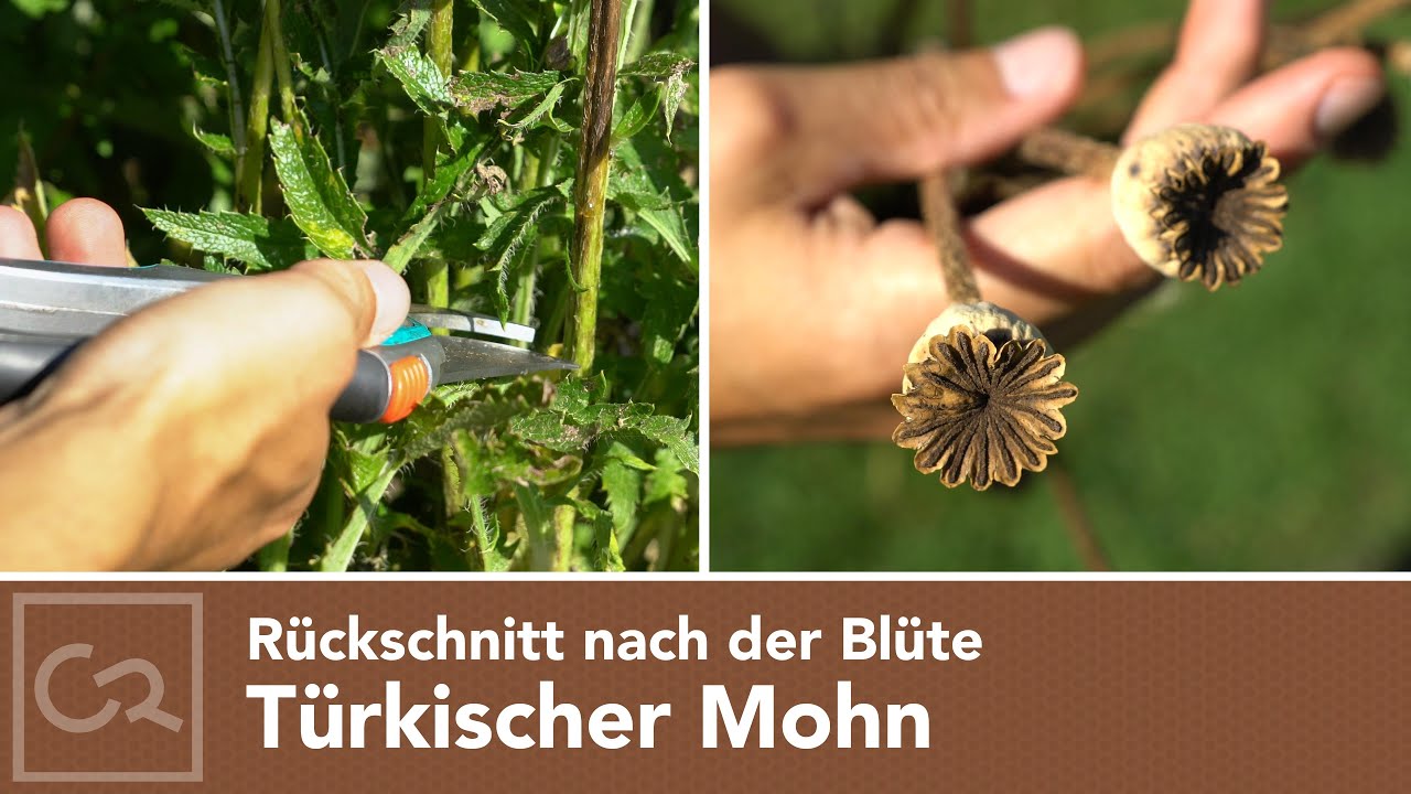 Türkischer Mohn – Rückschnitt im Sommer
