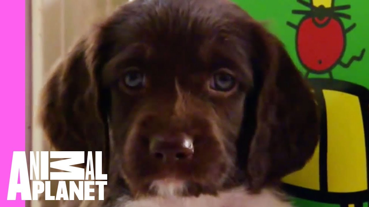 Munsterlander Niles Wonders if He Was Switched at Birth | Too Cute!
