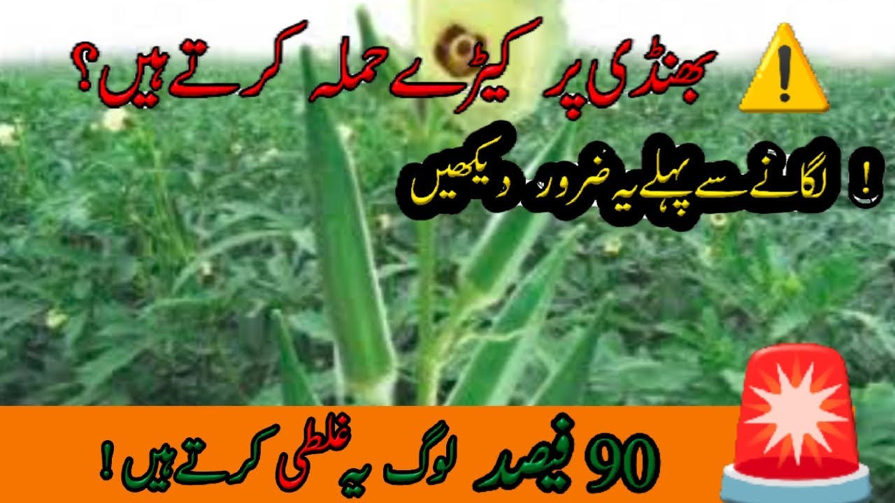 Bhindi Lagane Ka Sahi Tareeqa | Bhindi Ki Kasht Mein Aam Ghaltiyan | Full Guide 2026