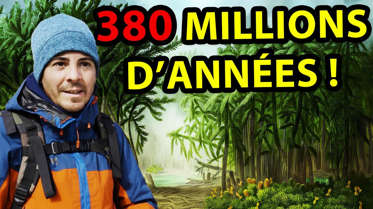 L'improbable histoire de la plus ancienne forêt fossile du monde ! (dans l'Arctique)