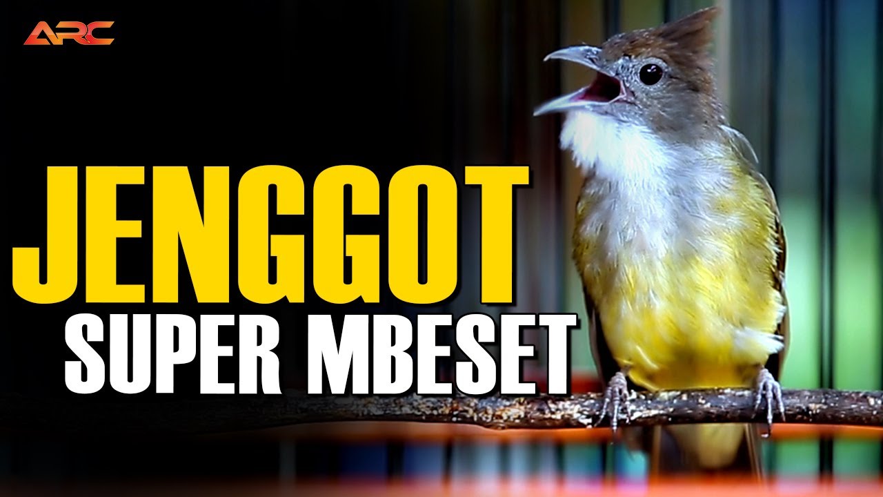 MASTERAN CUCAK JENGGOT GACOR SUPER MBESET