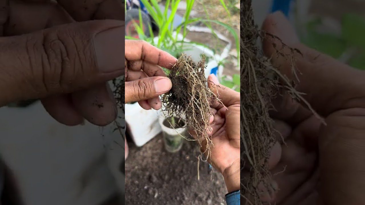  តិចនិក 