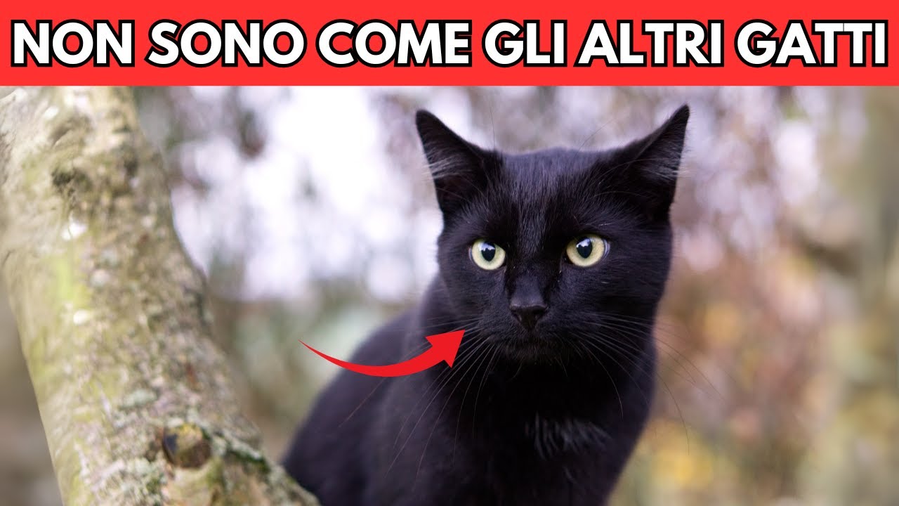 9 curiosità sui gatti neri! (scommetto che non le conosci tutte!)